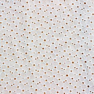 XE001 Schiffli Lace Cotton Embroidery Fabric For Dress Eyelet